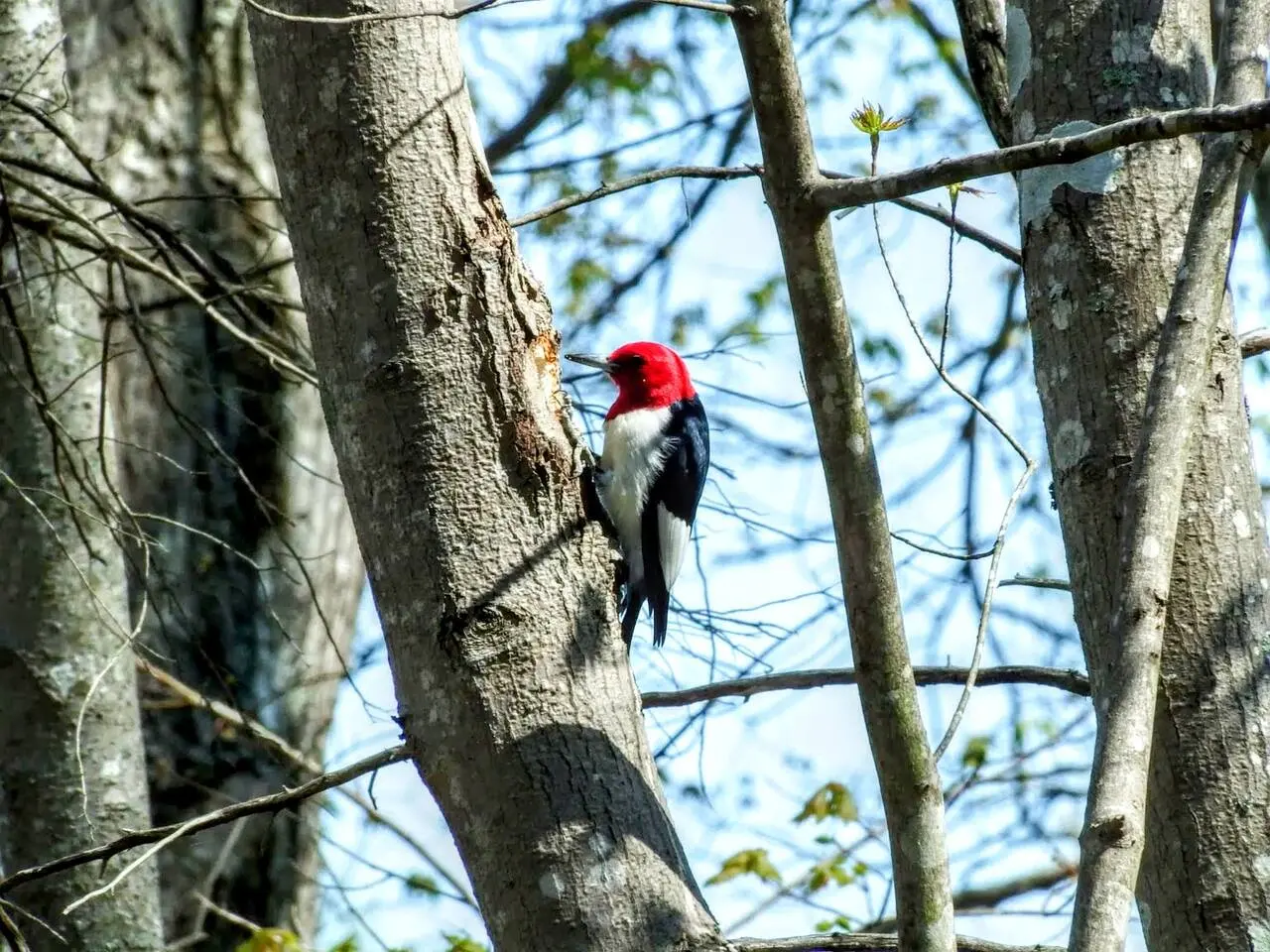 A red-headed woodpecker on a tree trunk at the edge of Mayo Lake